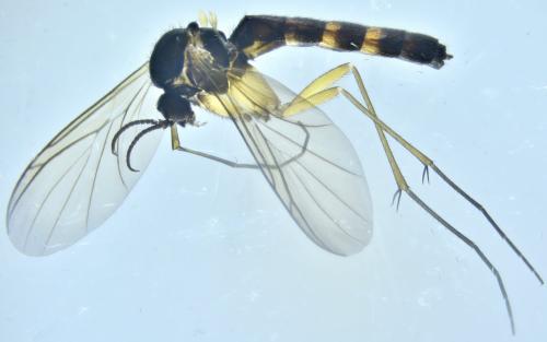 Pyratula sp.